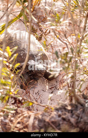 Gopher tortoise Gopherus Polyphemus bewegt sich durch weichen Sand in Naples, Florida Stockfoto