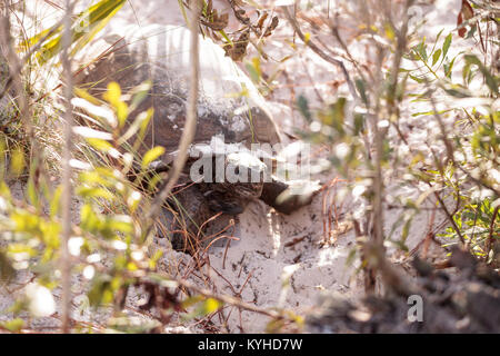 Gopher tortoise Gopherus Polyphemus bewegt sich durch weichen Sand in Naples, Florida Stockfoto