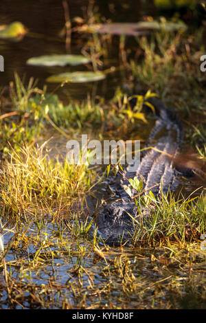 American alligator Alligator mississippiensis versteckt sich in einem Teich im Corkscrew Swamp Sanctuary in Naples, Florida Stockfoto
