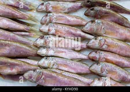 Frisch europäischen Sprotten Fisch und Eis in der Box auf dem Zähler am Fish shop gefangen. Europäische Fische. Horizontale. Ansicht von oben. Schließen. Stockfoto