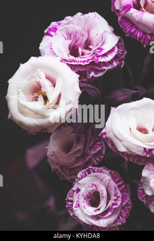 Schöne rosa lila Rosen auf dunklem Hintergrund. Detailansicht selektiven Fokus Stockfoto