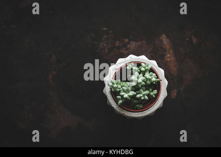 Sukkulente Pflanze in konkreten plantpot über dunkle Rusty Hintergrund. Ansicht von oben und kopieren Sie Platz für Text. Getonten Bild Stockfoto