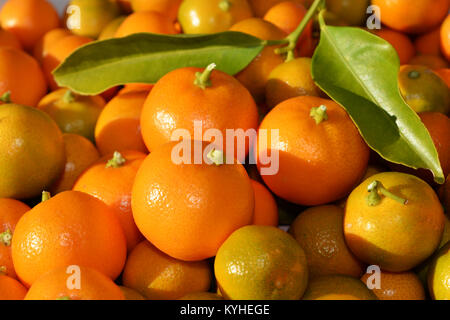 Stapel frisch gepflückt, Reif, Limau Kasturi, eine orange gefärbte Kalk mit grünen Pips. Stockfoto