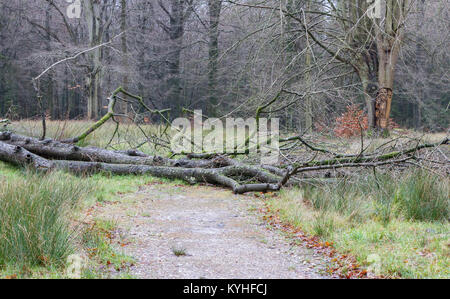 Baum unten durch einen starken Sturm gefallen Bausteine einen Pfad Stockfoto