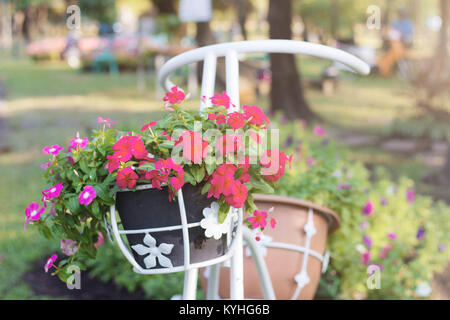 Blumen von Magenta und schön auf den Topf. Stockfoto