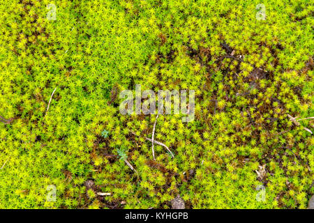 Twisted Moss in der Nähe von Sanddünen in der niederländischen Provinz Zeeland gesehen Stockfoto