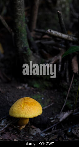 Isolierte shot mit selektiven Fokus der Tricholoma Equestre, wie Mann auf Pferd oder gelbe Ritter Pilz bekannt ist gefunden Die laurisilva Teneriffa, Spanien Stockfoto