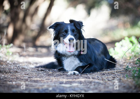 Border Collie auf der Jagd nach einem Ball am Strand Stockfoto