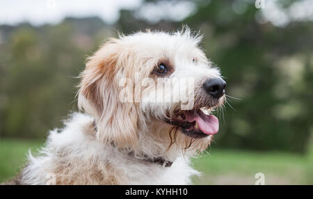 Eine schmuddelig aussehende freundlicher Hund Stockfoto