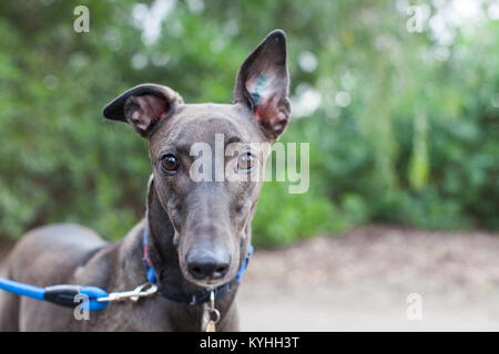 Pet Greyhound an der Leine Stockfoto