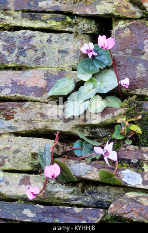 Hardy Zwerg im Winter blühende Alpenveilchen, Cyclamen Coum, in der Felsspalte von Trockenmauern Wand wächst Stockfoto