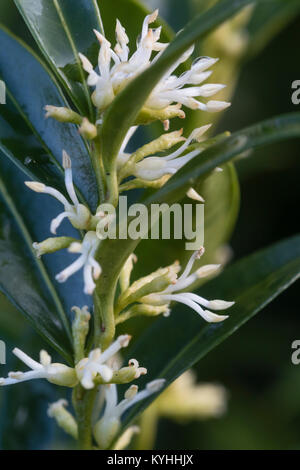 Stark duftende Krakeligen weiß winter blumen der süßen, Sarcococca ruscifolia var. chinensis 'Dragon Gate' Stockfoto