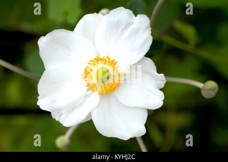 Eine einzelne weiße und gelbe Japanische Anenome Blume Stockfoto