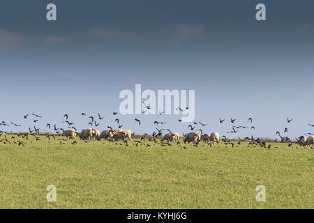 Cornwall Landschaft - ein Schwarm Stare fliegen in einem Feld mit Schafen im Hintergrund. Stockfoto