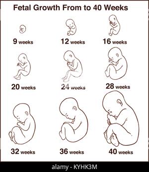 Entwicklung des Embryos. Menschlichen Fötus Wachstum Stadien der Schwangerschaft Vector Illustration. Leben baby Phase vor der Geburt Stock Vektor