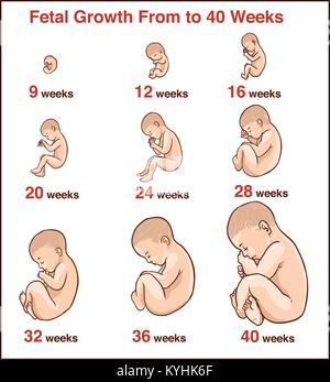 Entwicklung des Embryos. Menschlichen Fötus Wachstum Stadien der Schwangerschaft Vector Illustration. Leben baby Phase vor der Geburt Stock Vektor