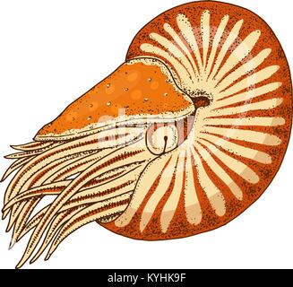 Meer Kreatur Nautilus pompilius. Krebs- oder Weichtiere und Clam. graviert Hand in alte Skizze gezeichnet, Vintage Style. nautischen oder Marine, Monster oder Essen. Tiere, die in den Ozean. Stock Vektor