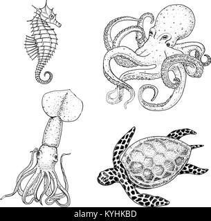 Fische oder Meeresfrüchte oder Meer Kreatur cheloniidae oder Grüne Schildkröte und Seepferdchen. Kraken und Tintenfische, Calamari. graviert Hand in alte Skizze gezeichnet, Vintage Style. nautischen oder Marine. Tiere, die in den Ozean. Stock Vektor