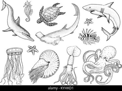 Fische und Meeresbewohner nautilus Pompilius, Quallen und Seesterne. Kraken und Tintenfische, Calamari. Dolphin und Hammerhai. Grüne Schildkröte und Seepferdchen. graviert Hand in alten Vintage Skizze gezeichnet. Stock Vektor