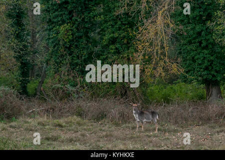 Damwild im Park San Rossore, Pisa, Toskana, Italien Stockfoto