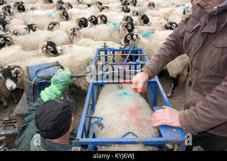 Scannen swaledale Mutterschafe mit Ultraschall Scanner, um zu sehen, wie viele Schafe Sie haben. Cumbria, Großbritannien. Stockfoto