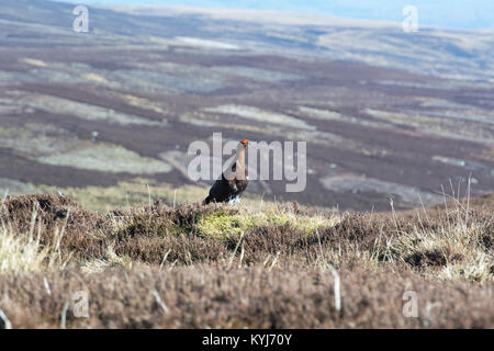 Moorschneehuhn (Lagopus lagopus) scotica markieren ihr Revier auf Heideland in Swaledale, North Yorkshire, UK. Stockfoto