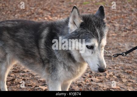 Alte Wolf im Wald, Breda Stockfoto