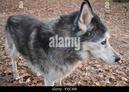 Alte Wolf im Wald, Breda Stockfoto