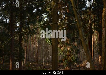 Wald im Winter, Breda Stockfoto