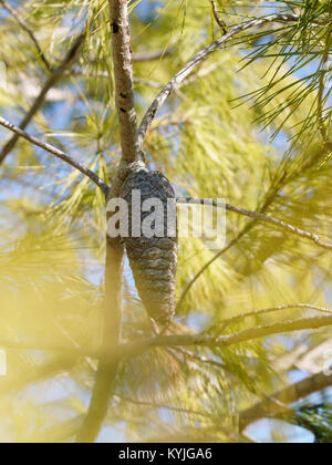 Eine Aleppo-kiefern, native zum Mittelmeer. Stockfoto