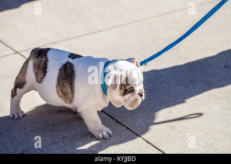 Englisch Bulldogge Welpen an der Leine/unglücklich oder traurig Konzept Stockfoto