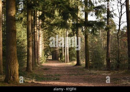 Wald im Winter, Breda Stockfoto