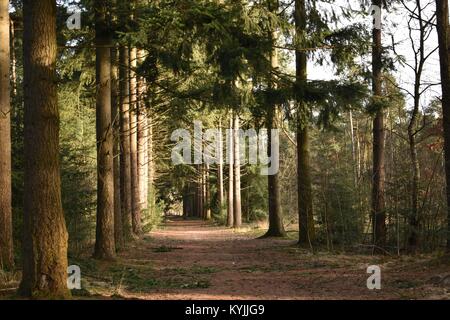 Wald im Winter, Breda Stockfoto