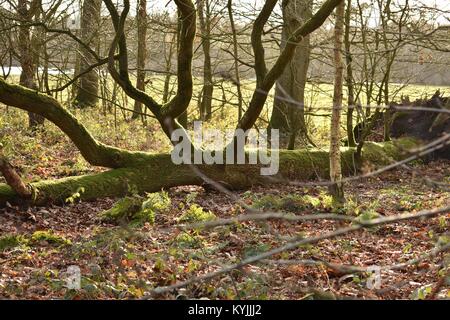 Wald im Winter, Breda Stockfoto