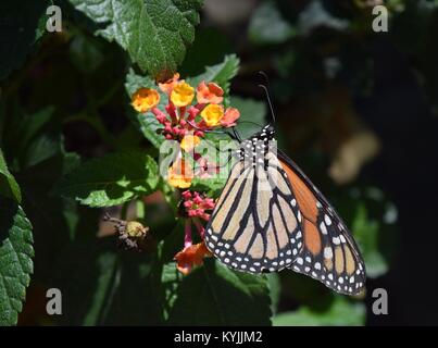 Monarch und Seidenpflanzen Stockfoto