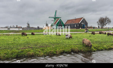 Windmühlen in Amsterdam während einer stürmischen und bewölkten Tag mit Schafen im Vordergrund essen Gras Stockfoto