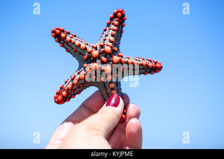 Seesterne in der Lagune am südlichen Strand am Meer. Marin Stockfoto