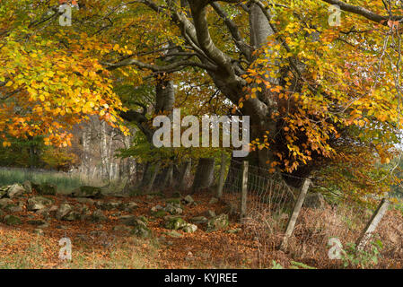 Einer Buche der Herbst Farben anzeigen Stockfoto