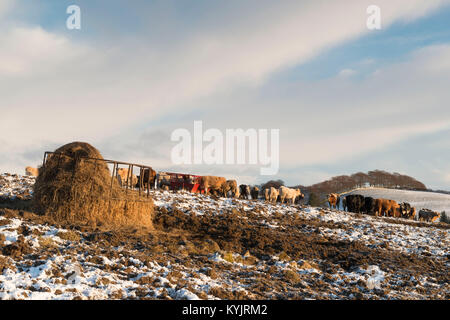 Vieh auf der Weide auf einen schneereichen Winter Morgen in Aberdeenshire Stockfoto