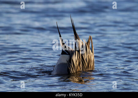 Zwei männliche den Nordpintailenten Anas acuta Plantschen für Lebensmittel in einem blauen See im Winter Stockfoto