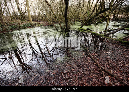 Überflutete Wälder zeigen verfallende Zweige und Blätter etc. Stockfoto