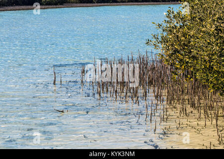 Mangroven im See im Ras Mohammed Nationalpark Stockfoto