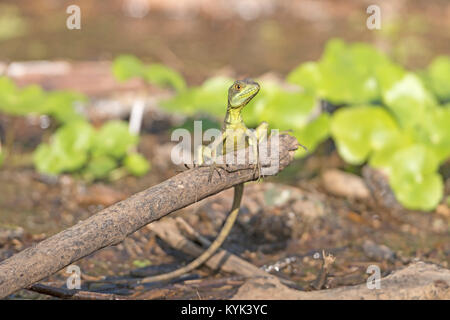 Weibliche Emerald Basilisk im Nationalpark Tortuguero in Costa Rica Stockfoto