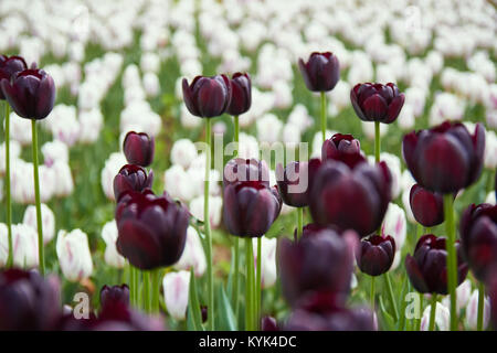 Burgund Tulpen closeup mit weißen Tulpen im Hintergrund Stockfoto