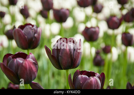 Burgund Tulpen closeup mit weißen Tulpen im Hintergrund Stockfoto