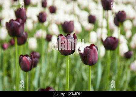 Burgund Tulpen closeup mit weißen Tulpen im Hintergrund Stockfoto