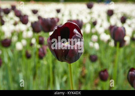 Burgund Tulpen closeup mit weißen Tulpen im Hintergrund Stockfoto