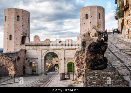 Spello, Perugia, Umbrien. Umbrien das grüne Herz Italiens. Eine schöne Katze bewacht den herrlichen Türme von Minerva, die alten Türen von Spello Stockfoto