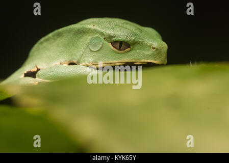 Eine der größten Baum Frösche, einem riesigen Affen Laubfrosch (Phyllomedusa bicolor). Dieses ist noch jung und hat eine Menge zu tun. Stockfoto