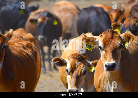Selektiver Fokus auf Kuh 1901 - alle anderen Kühe sind unscharf. Eine Herde Rinder auf einer Ranch in Ferndale, Washington, USA. Die Kühe haben id-Tags. Stockfoto